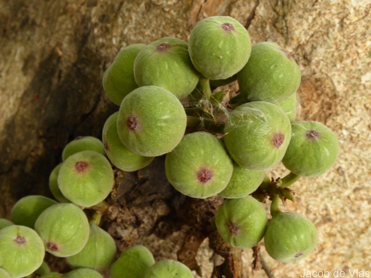 Ficus racemosa L.